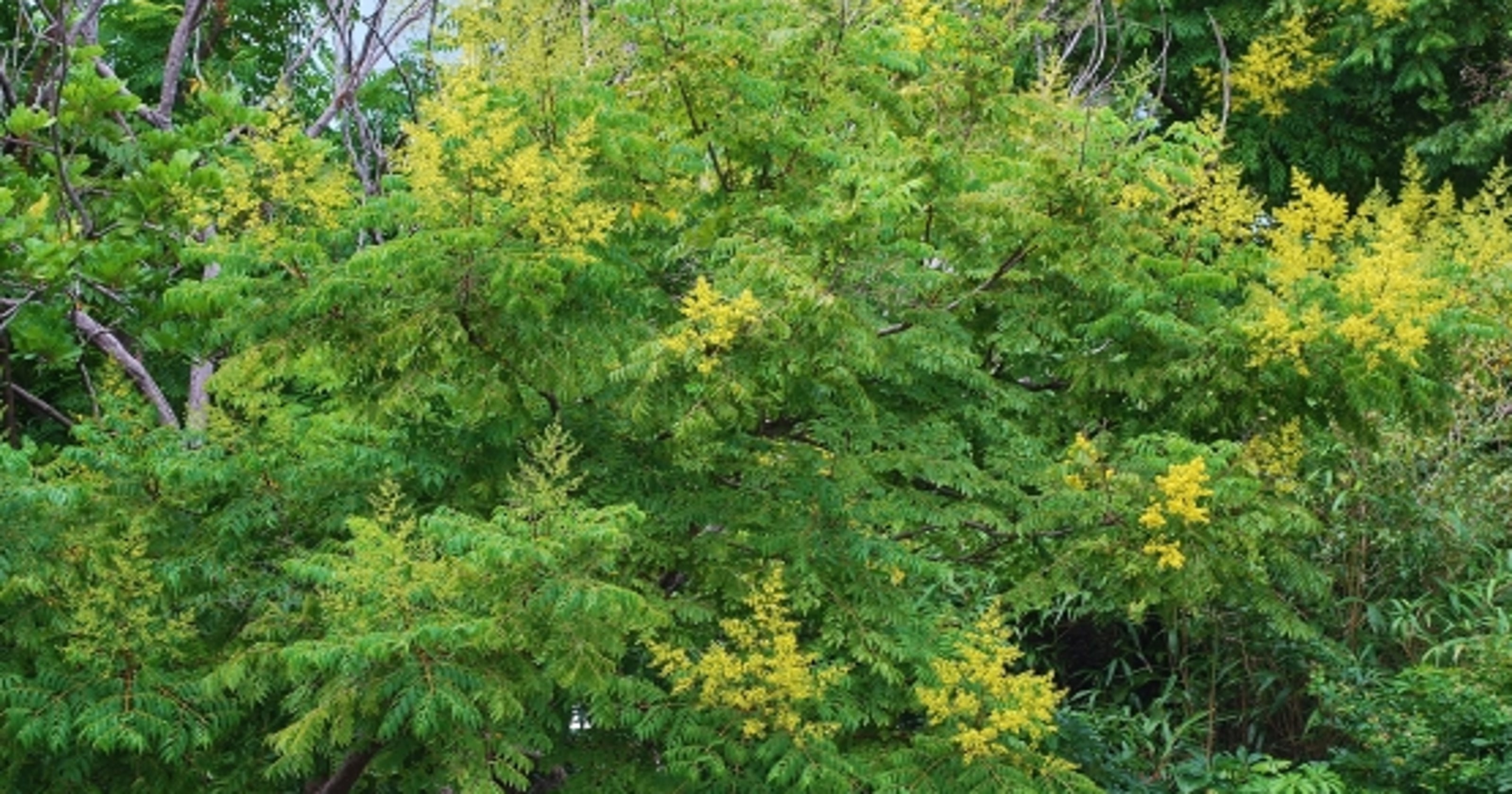 Golden rain  trees making an appearance on Treasure Coast